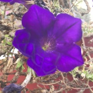 Meet your Posher, Aurora